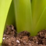 Compostaje: Oro Verde para tus Plantas