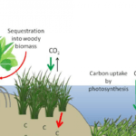 Secuestro de Carbono: Solución al Calentamiento Global